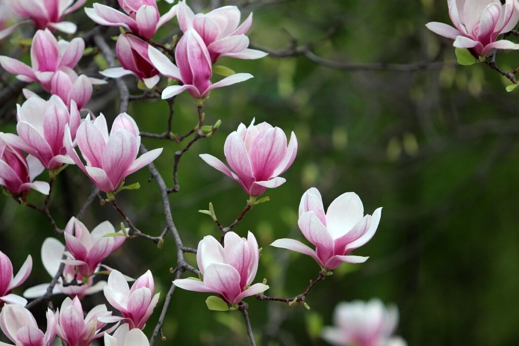 flowering season