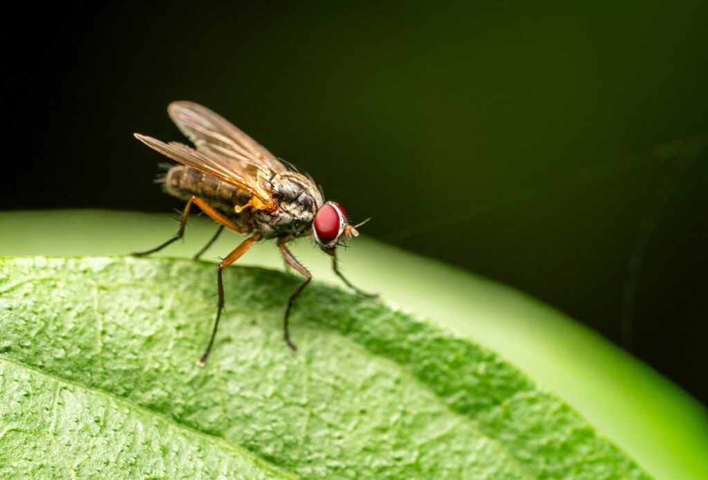 yellow and black fly
