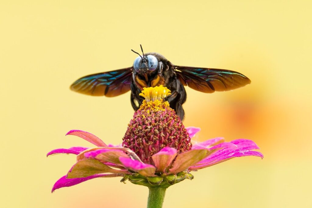 yellow and black flying insect not a bee in gardens