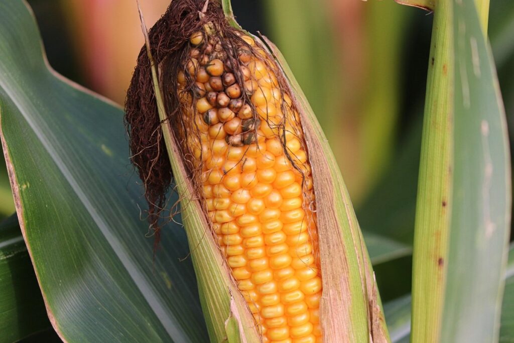 forage crops