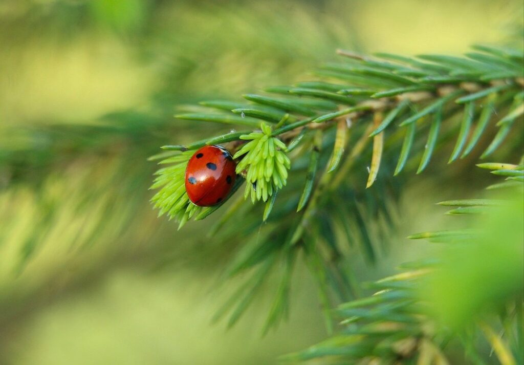 forest gardening