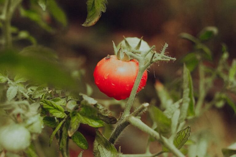 fruit fly prevention in gardens