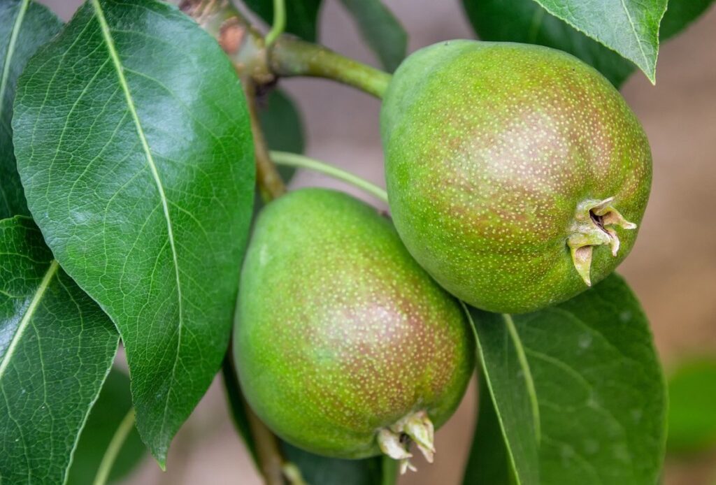 how to grow fruit