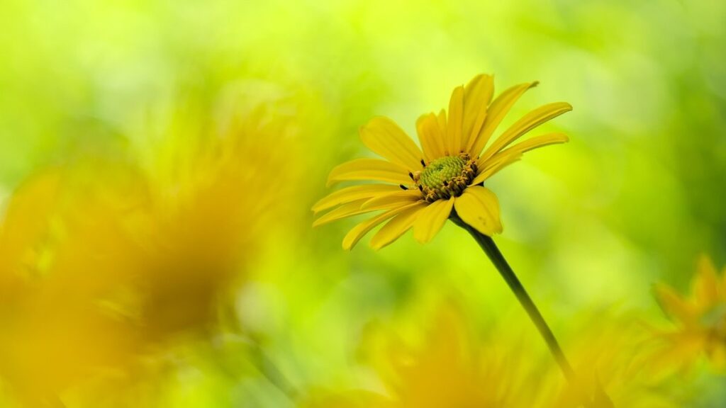 full sun perennials