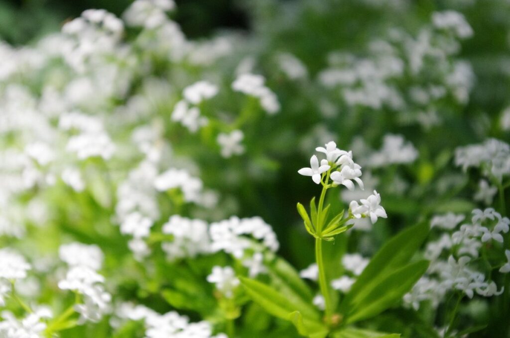 galium sweet woodruff