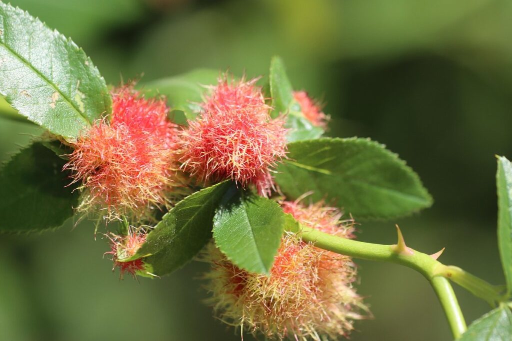 gall wasps
