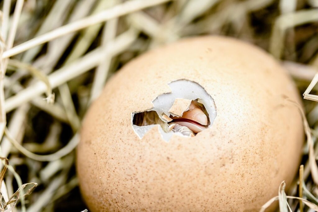 garden egg shells