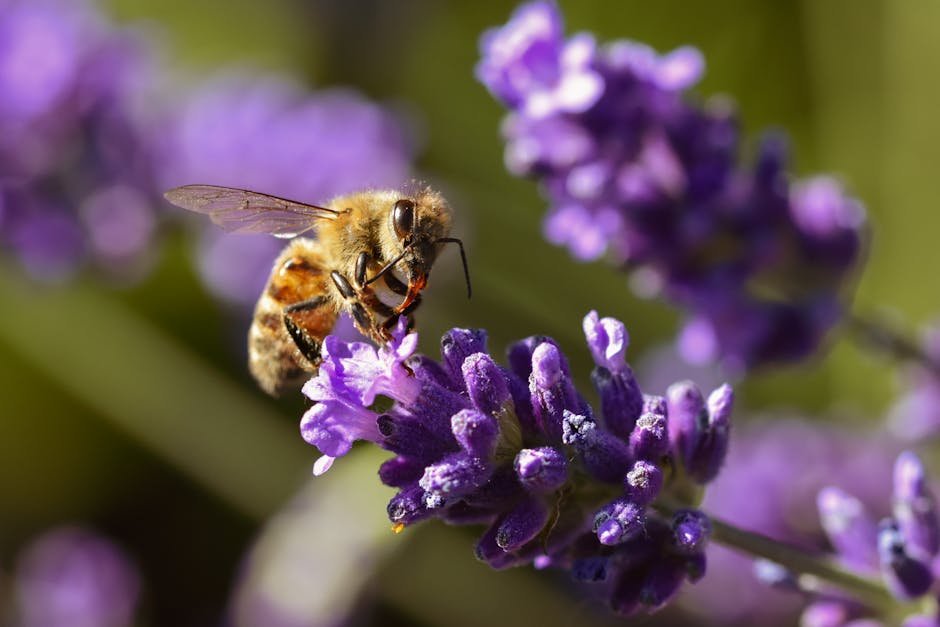 Garden planning for bee pollination -> Bee Garden