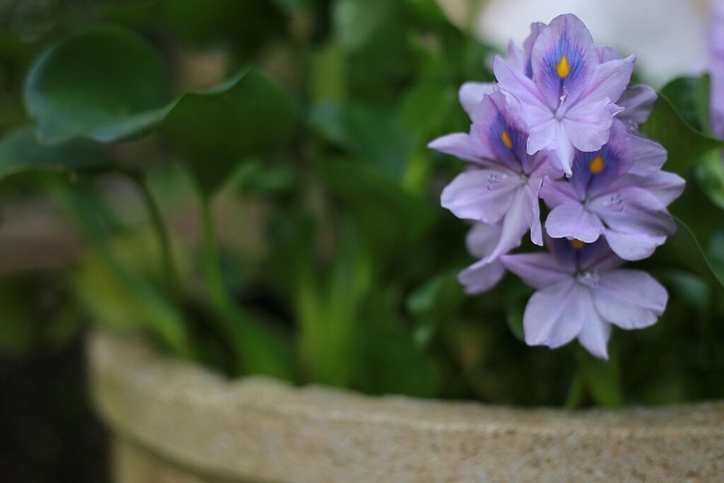 garden pots