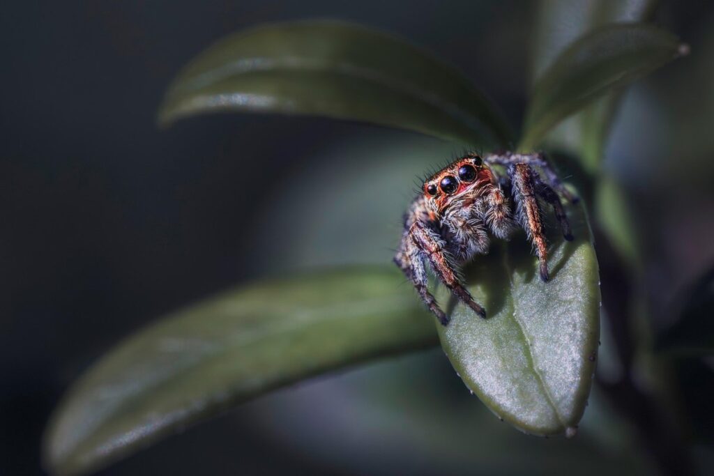 garden spider black and yellow