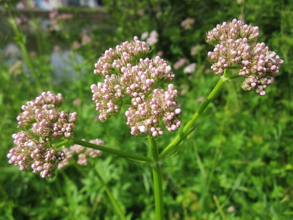 garden valerian plant