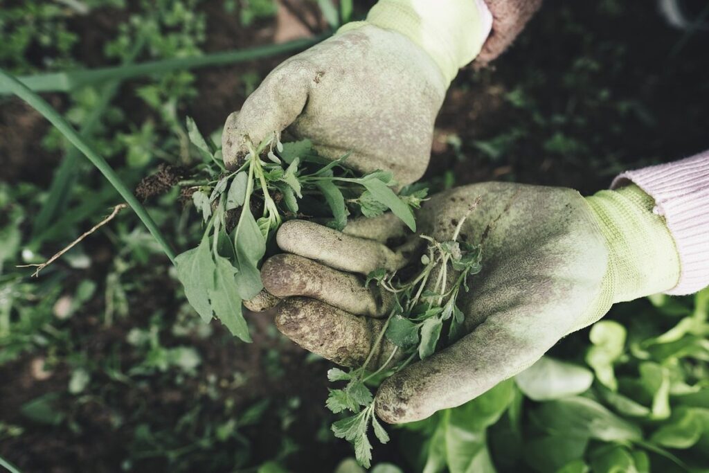 hppd herbicide for garden weeds