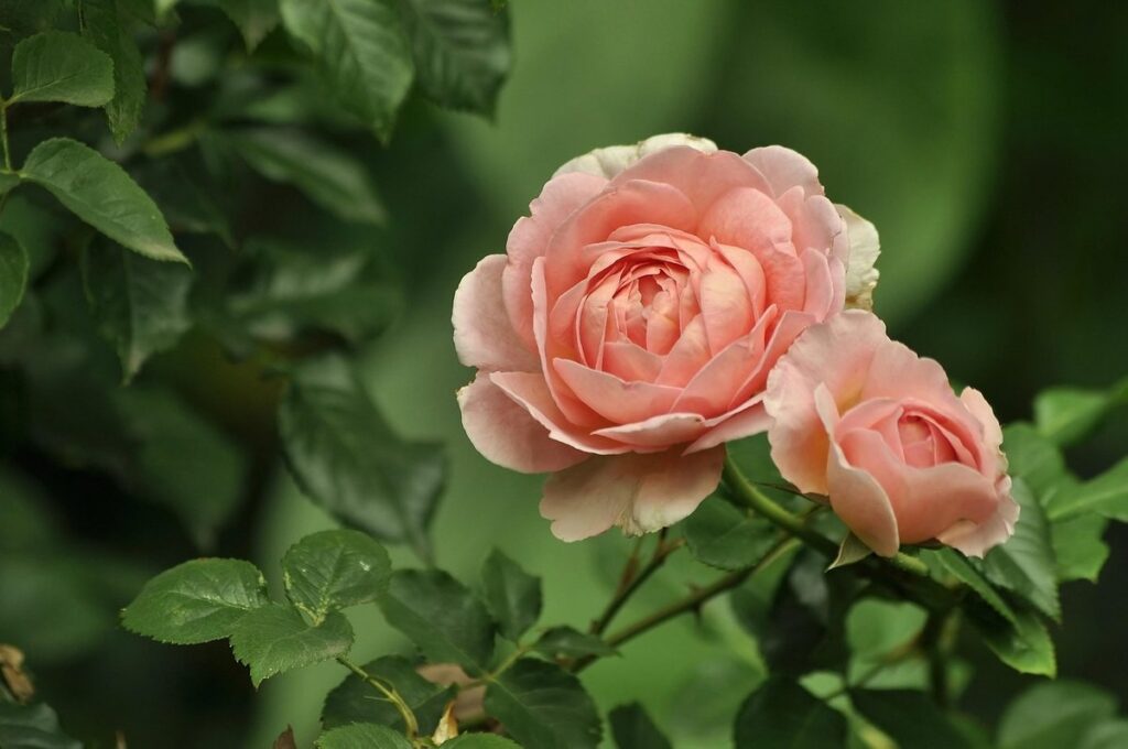 how to grow a gardenia plant