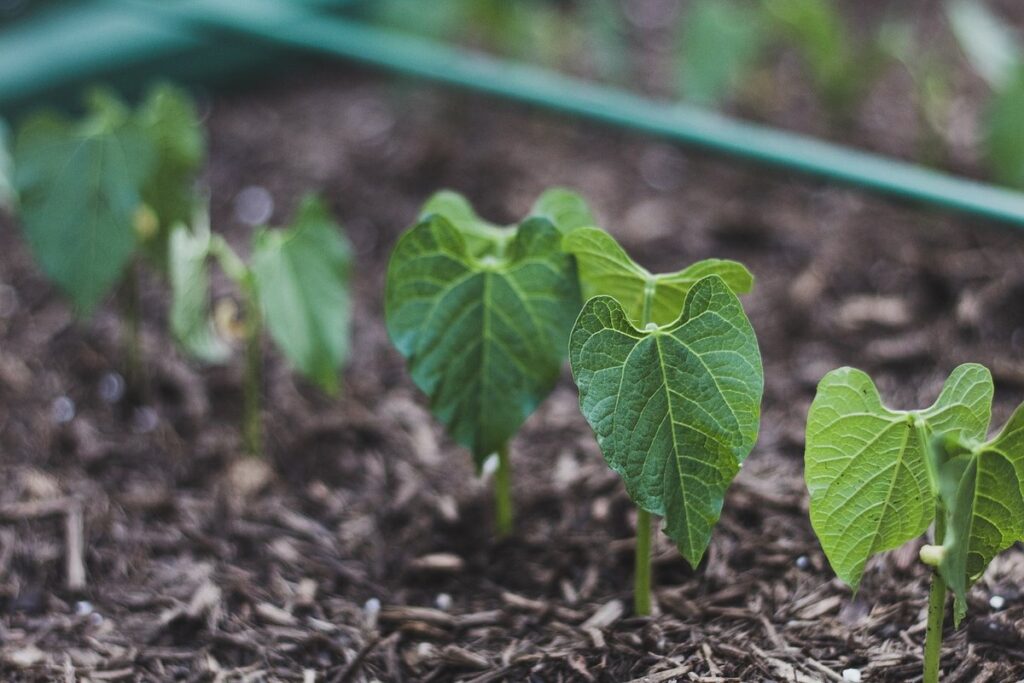 gardening bush beans