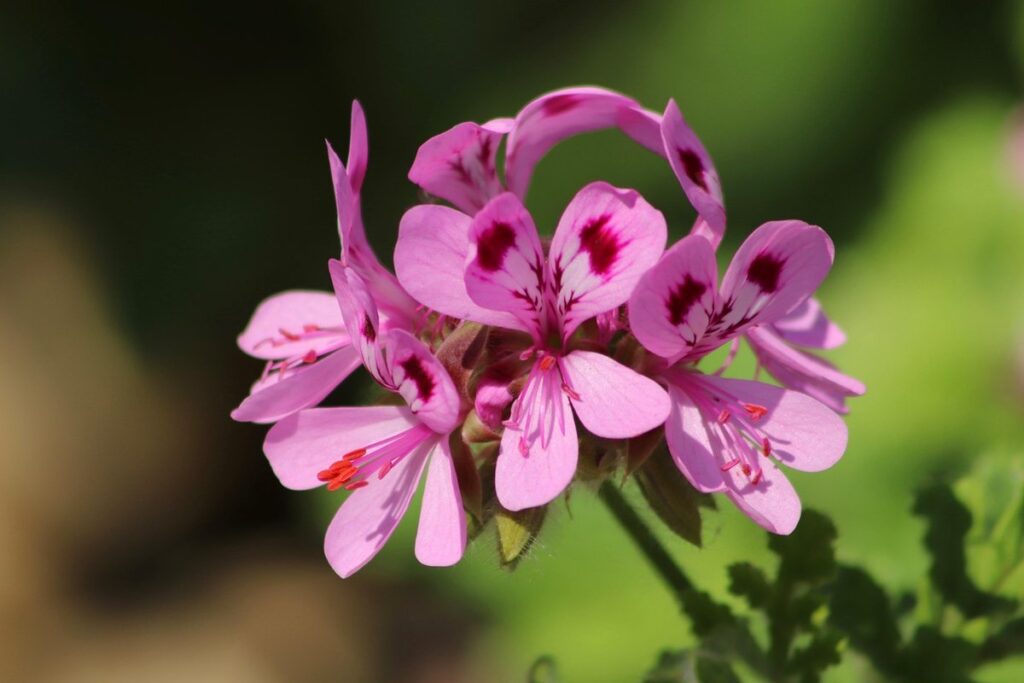 pelargoniums and geraniums