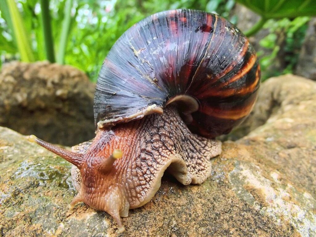 how long do giant african land snails live