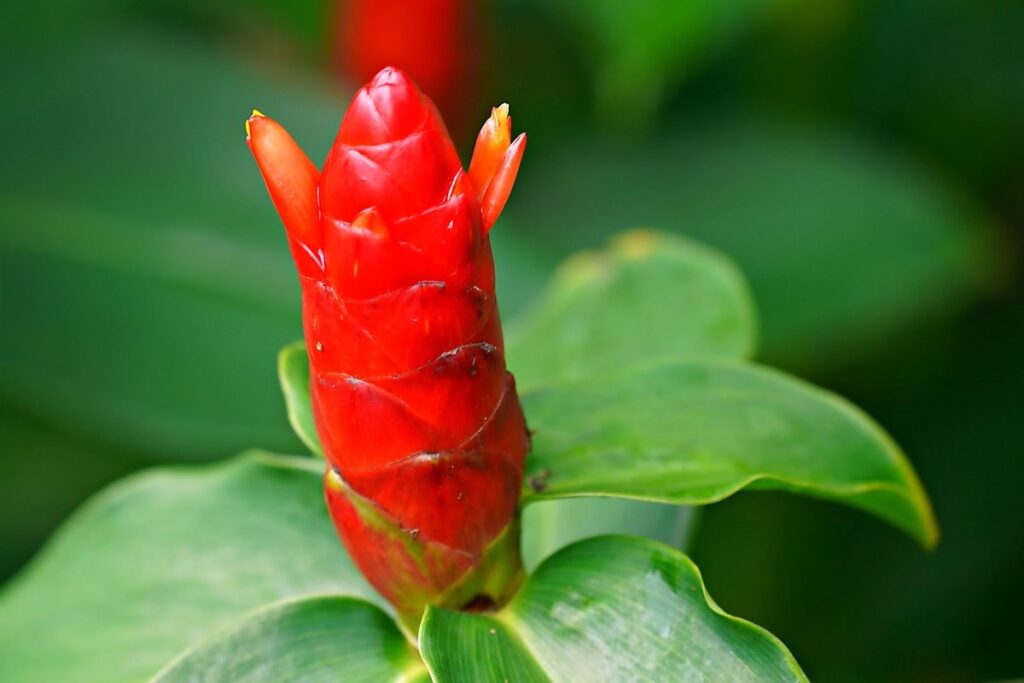 ginger benefits from garden-grown ginger