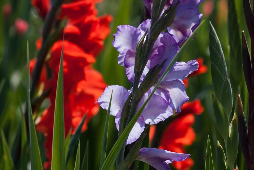 gladiolus flower care