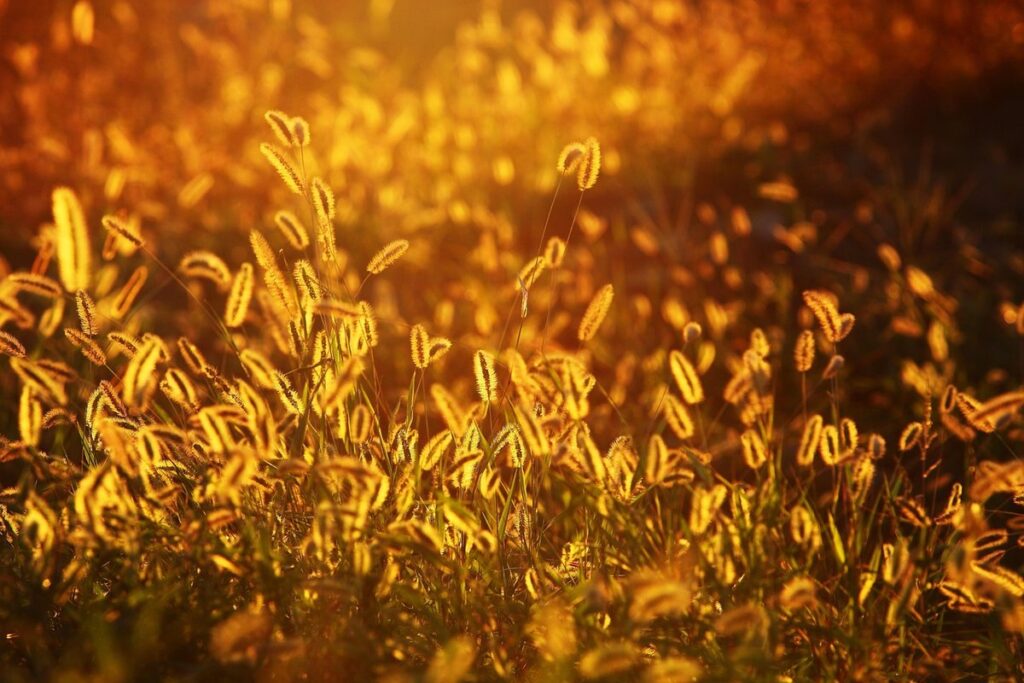 golden plants