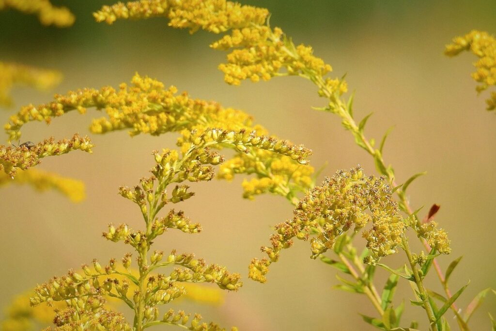 goldenrod bloom