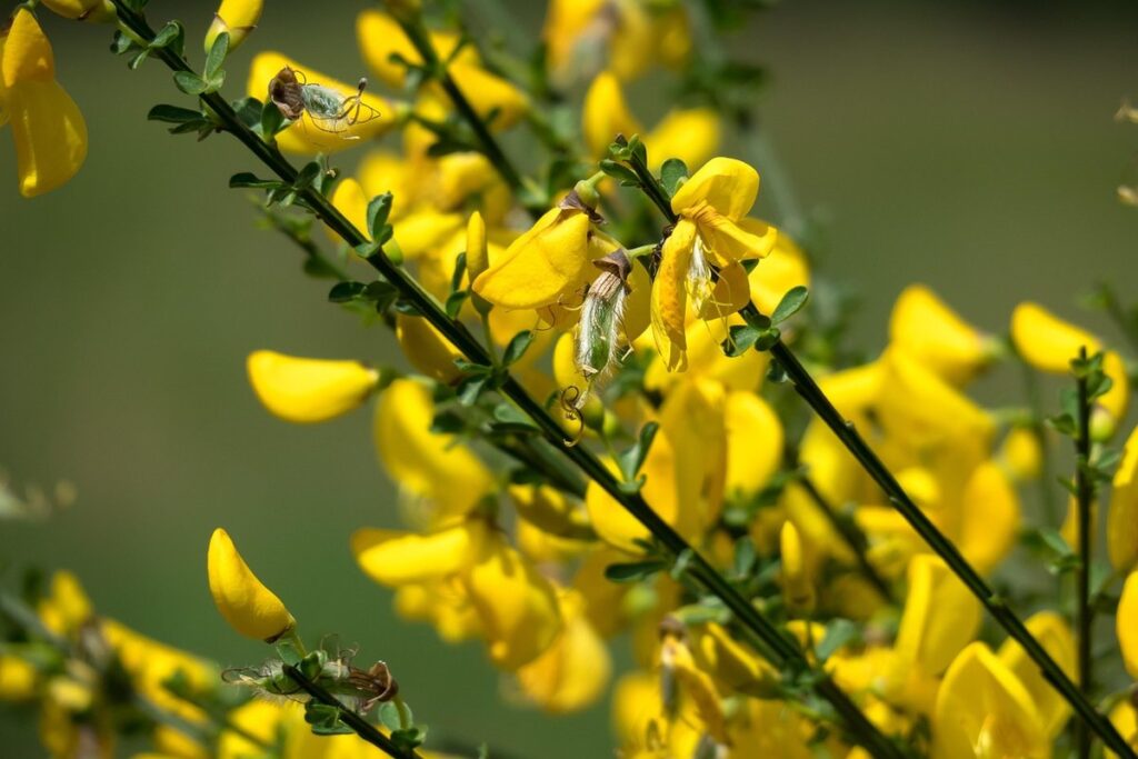 gorse plant