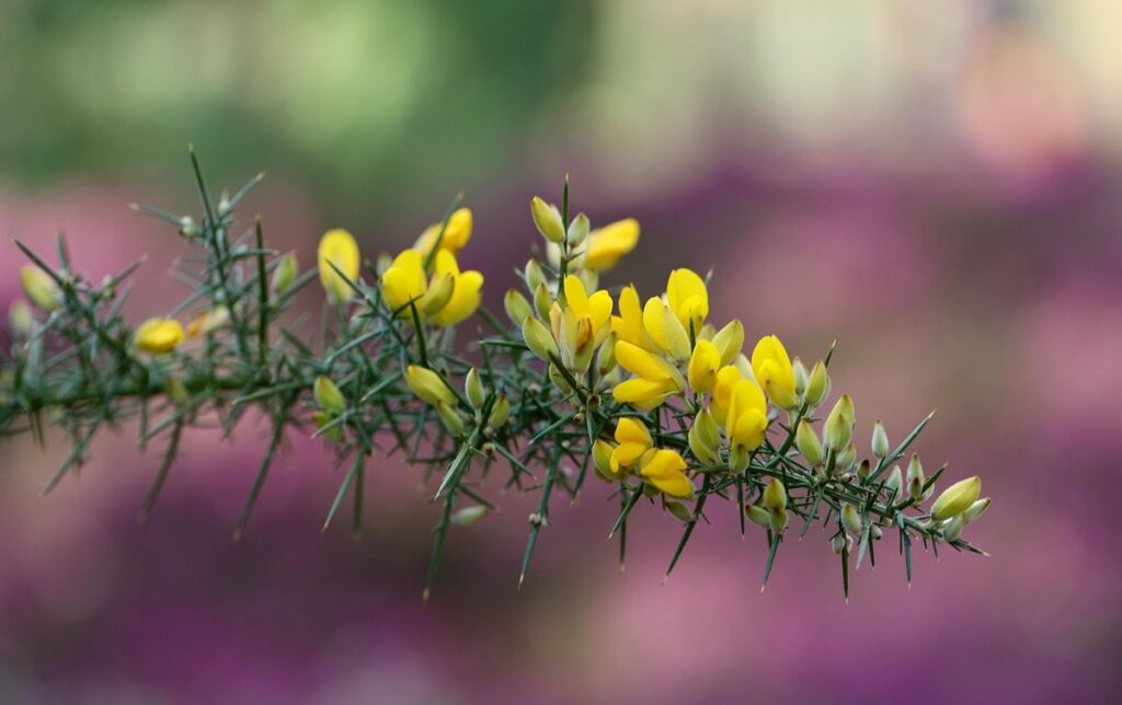 gorse ulex