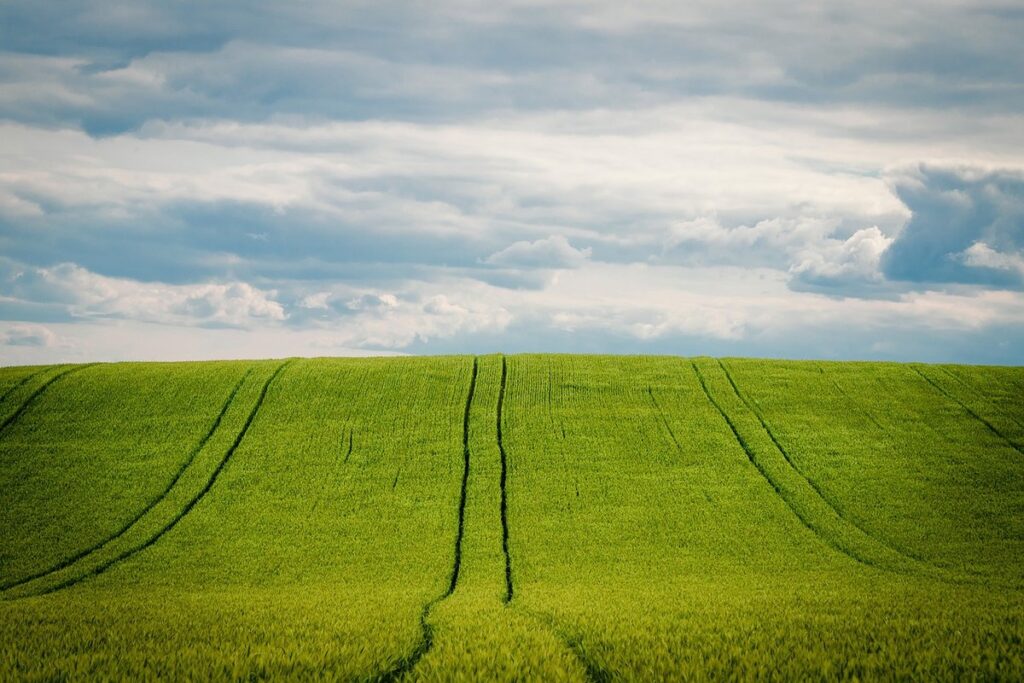 oats vs rye vs triticale vs wheat differentiation vegetative
