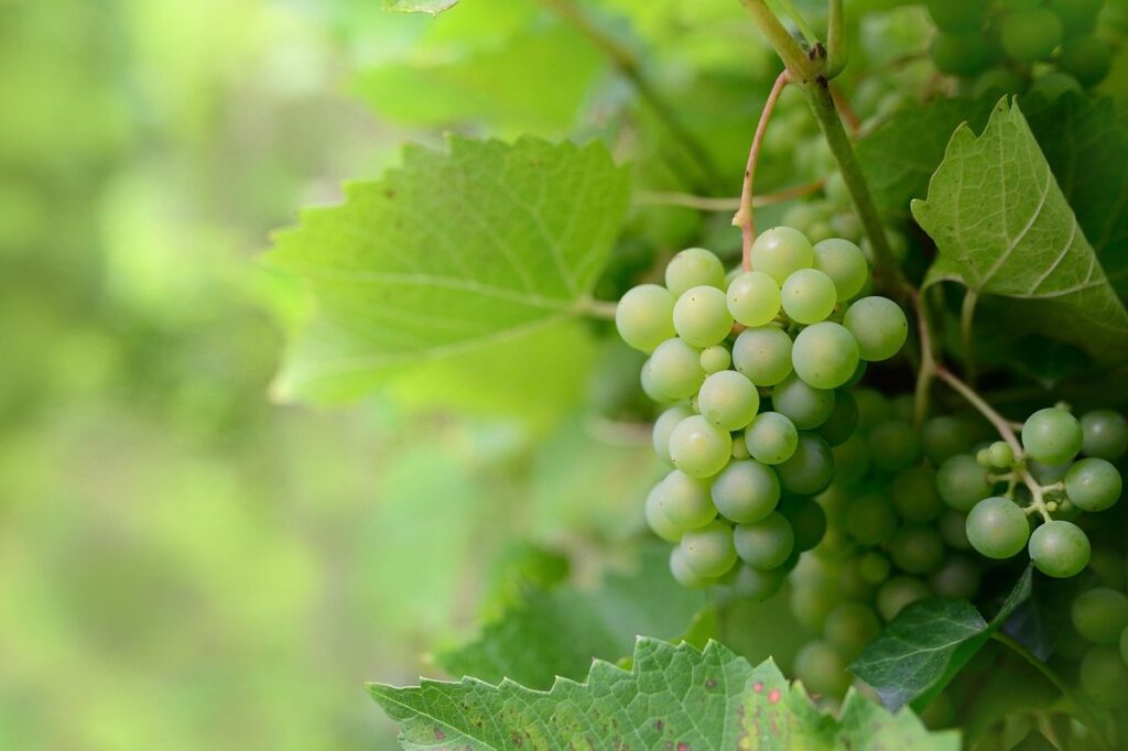 black spots on grape leaves