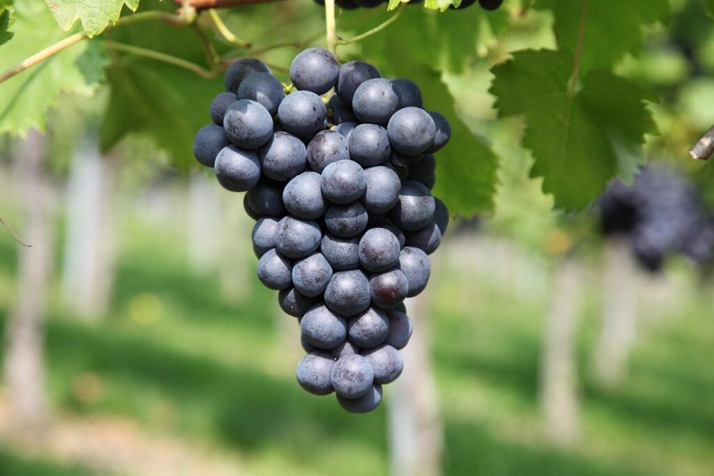 do grapes grow on trees or vines