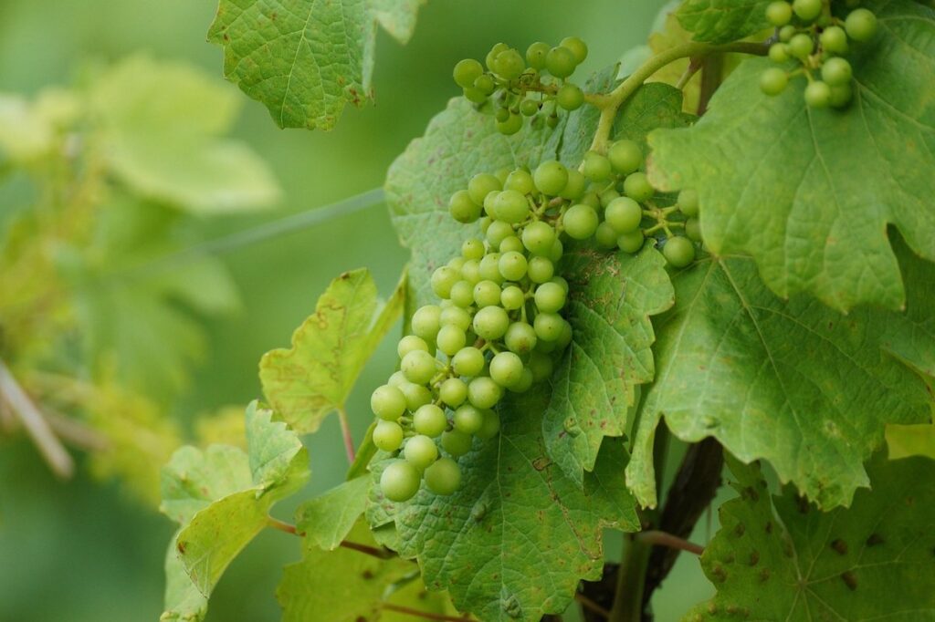 how to grow grapevines