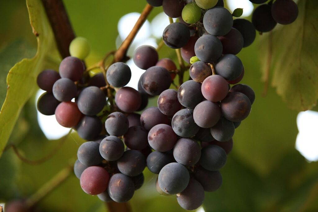 removing grapevines from gardens