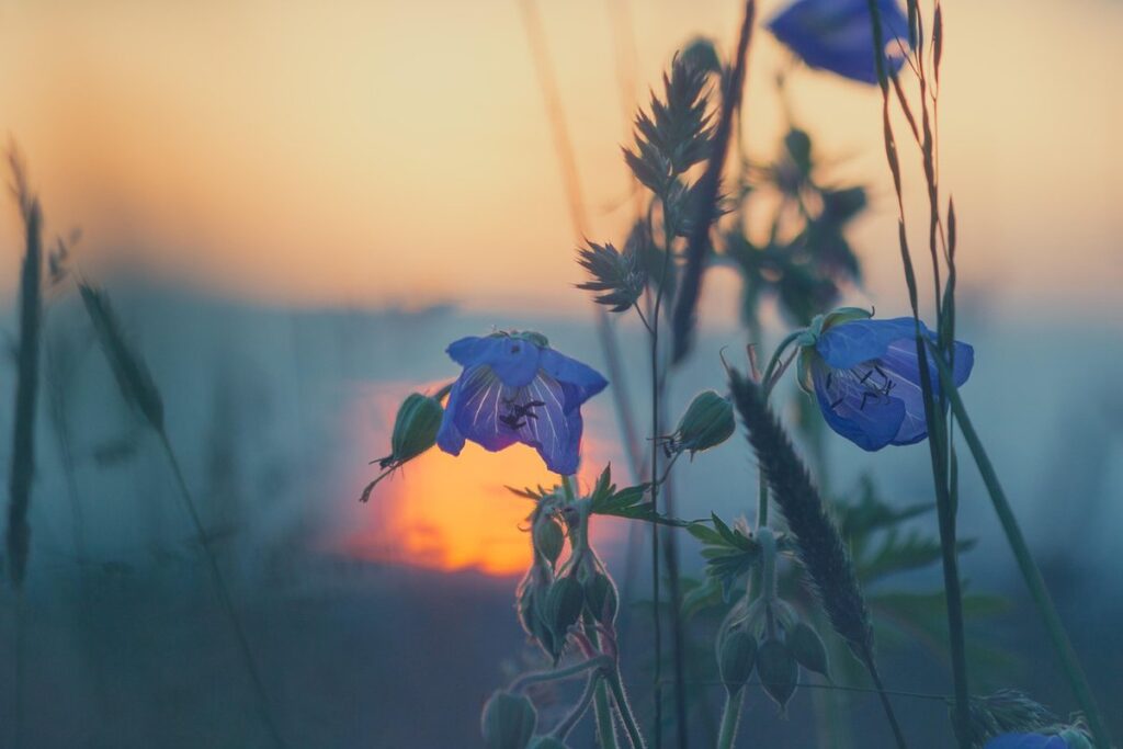 flowers with grass