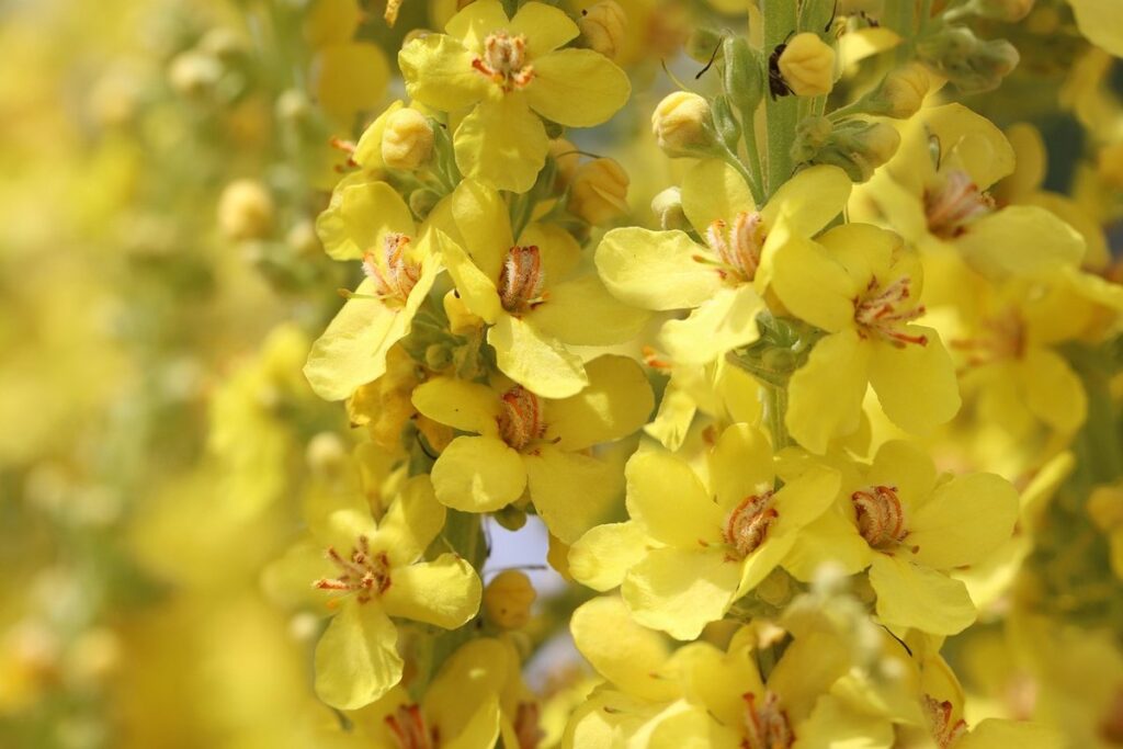greater mullein