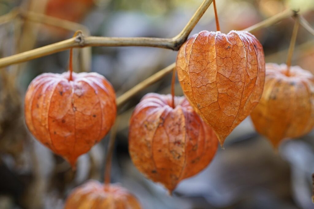ground cherry