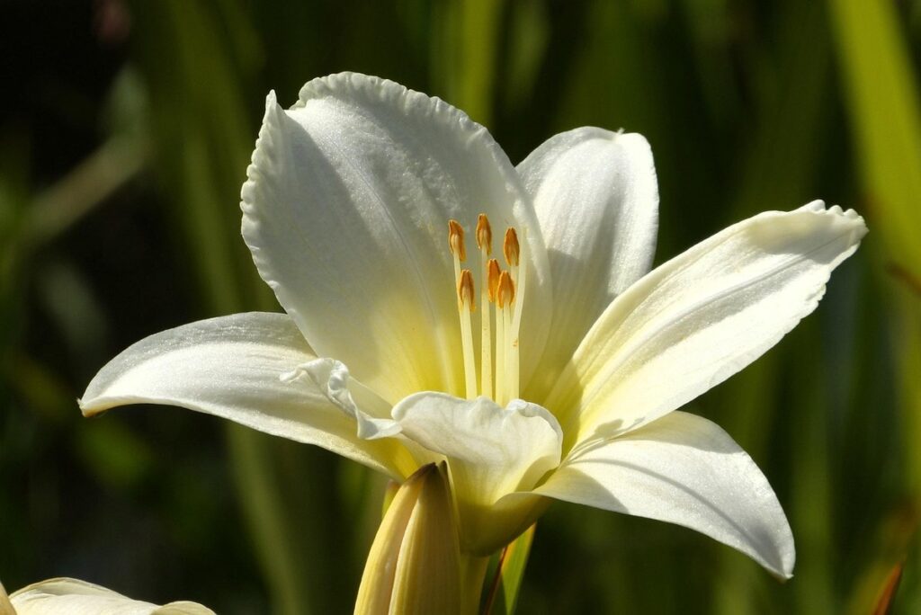 grow daylilies