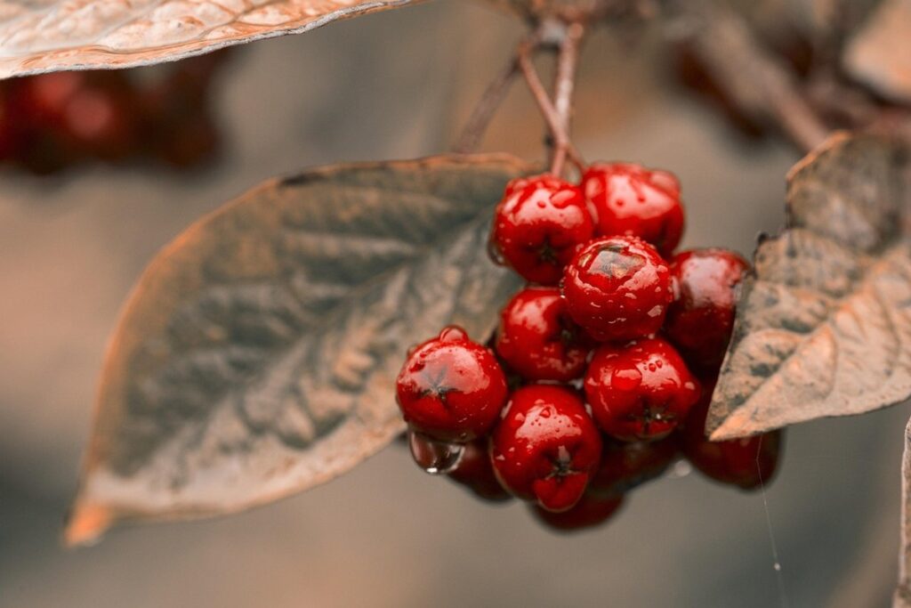 growing chokeberry