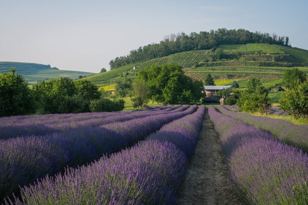 growing lavender outdoors