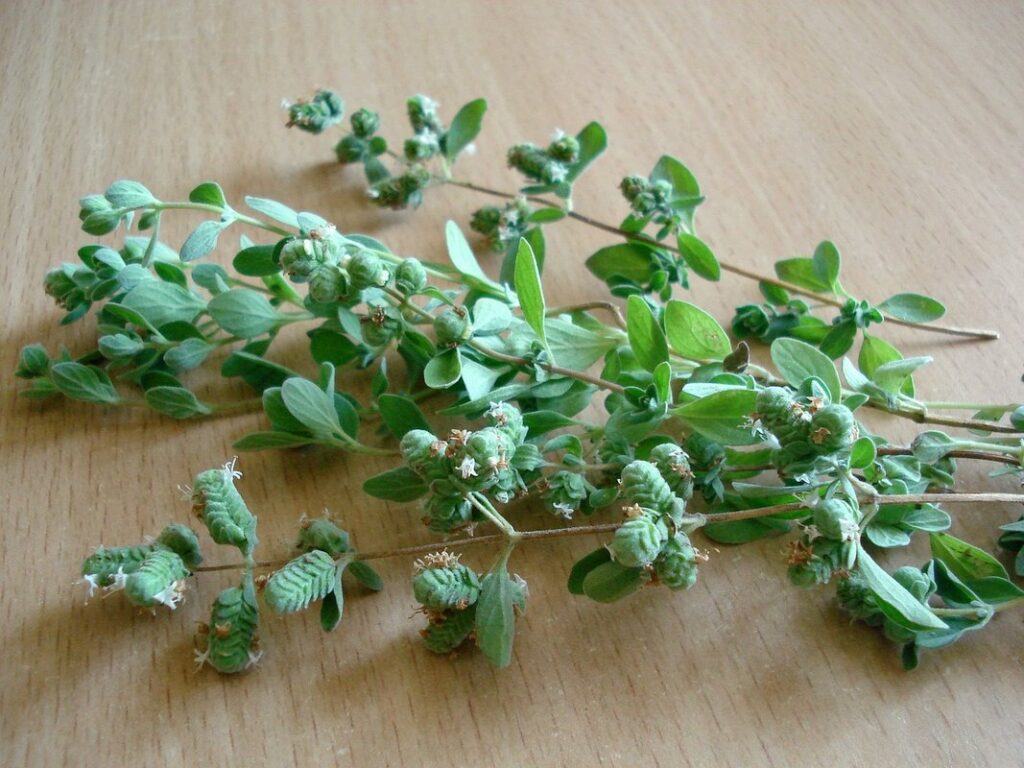 growing oregano