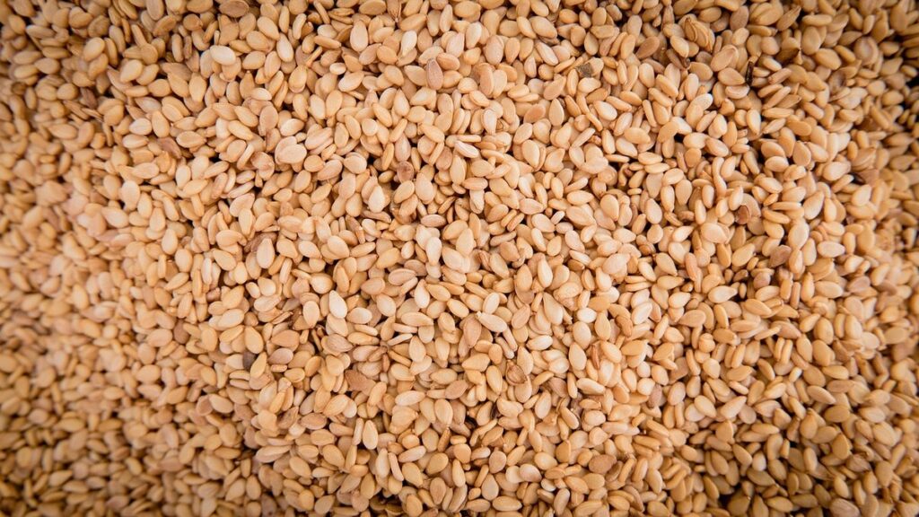 growing sesame plant