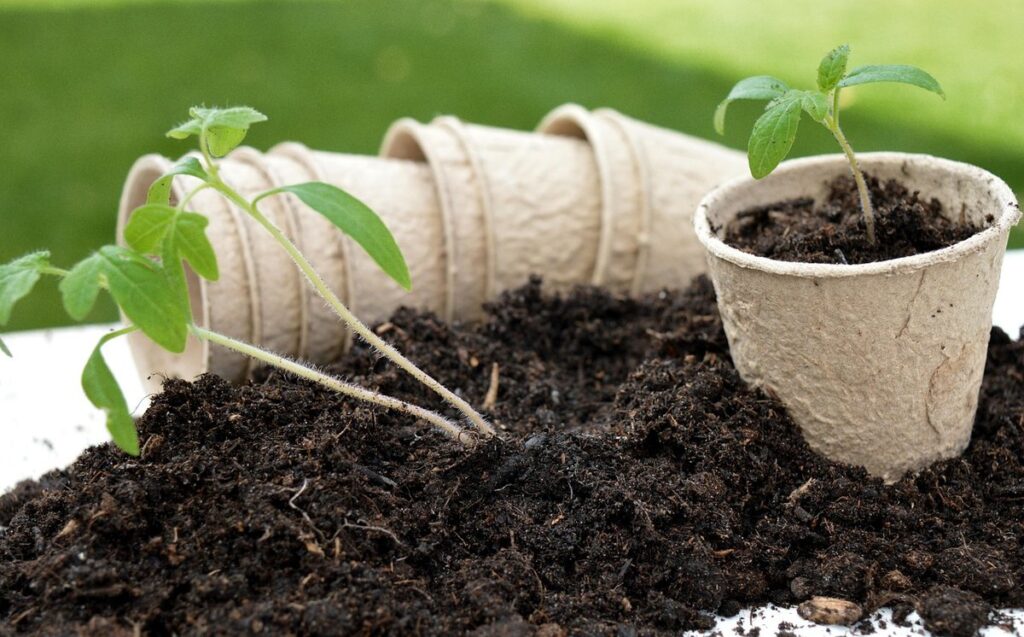 growing tomato seedlings