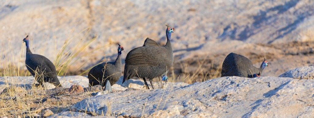 guinea fowl for pest control in gardens