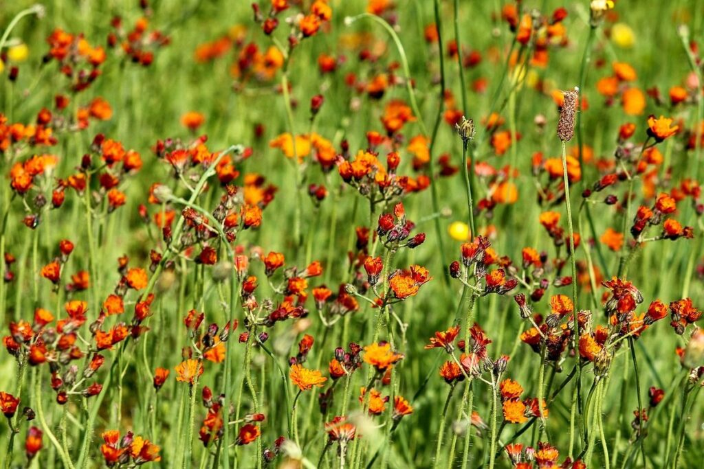 hawkweed plant