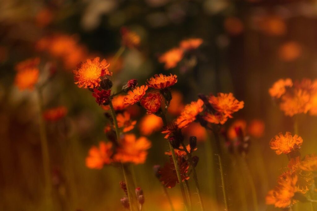 hawkweed weed control