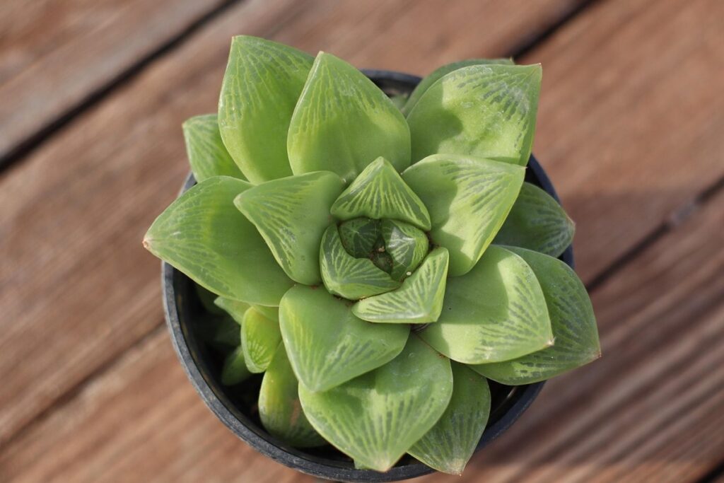 haworthia succulent flower