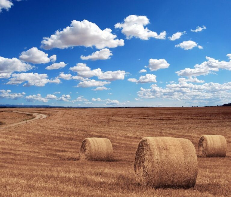 hay plant cultivation