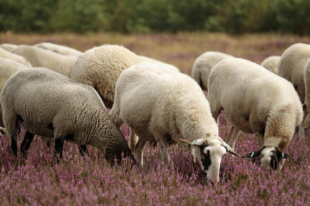 heather honey plants