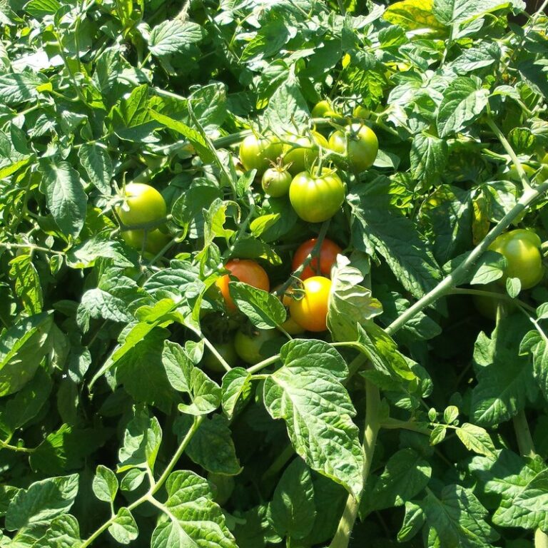 heirloom plant varieties for gardens