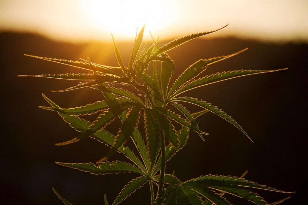 how to grow hemp plants