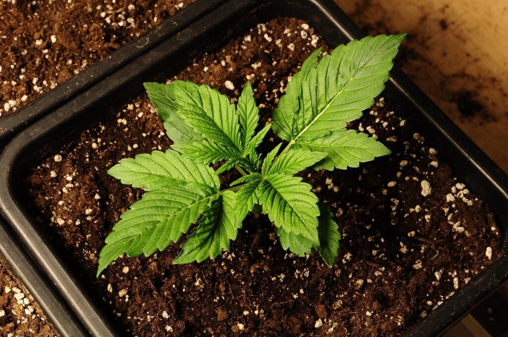 hemp seedling