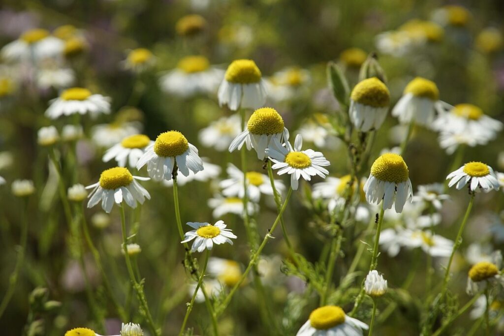 herbs for planting outdoors